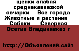 щенки алабая ( среднекавказкой овчарки) - Все города Животные и растения » Собаки   . Северная Осетия,Владикавказ г.